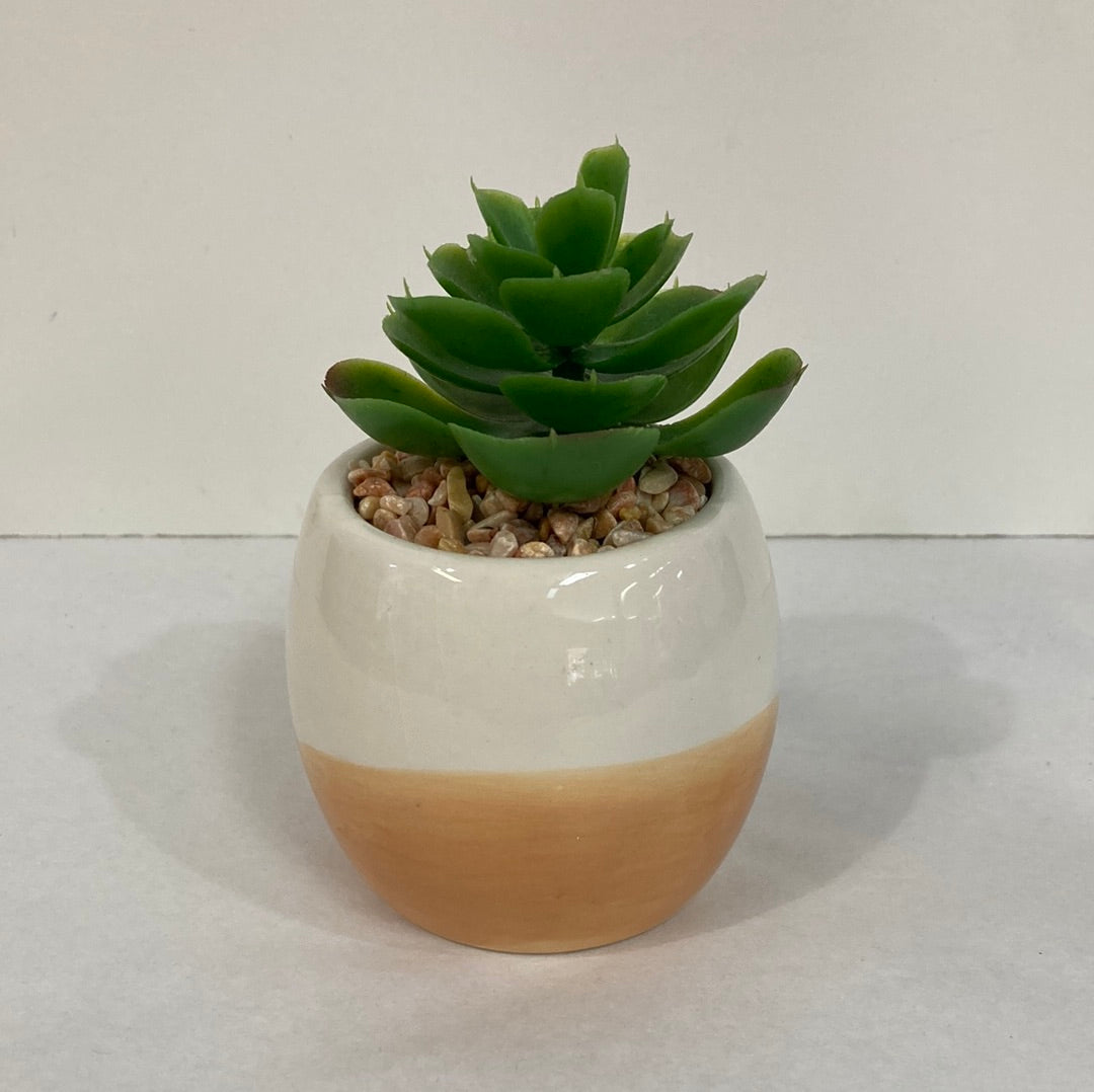 POSITIVE VIBE ASST SUCCULENTS-4094